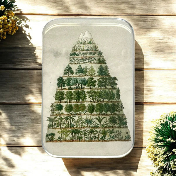 JELLY FISH Tin- Little Tin